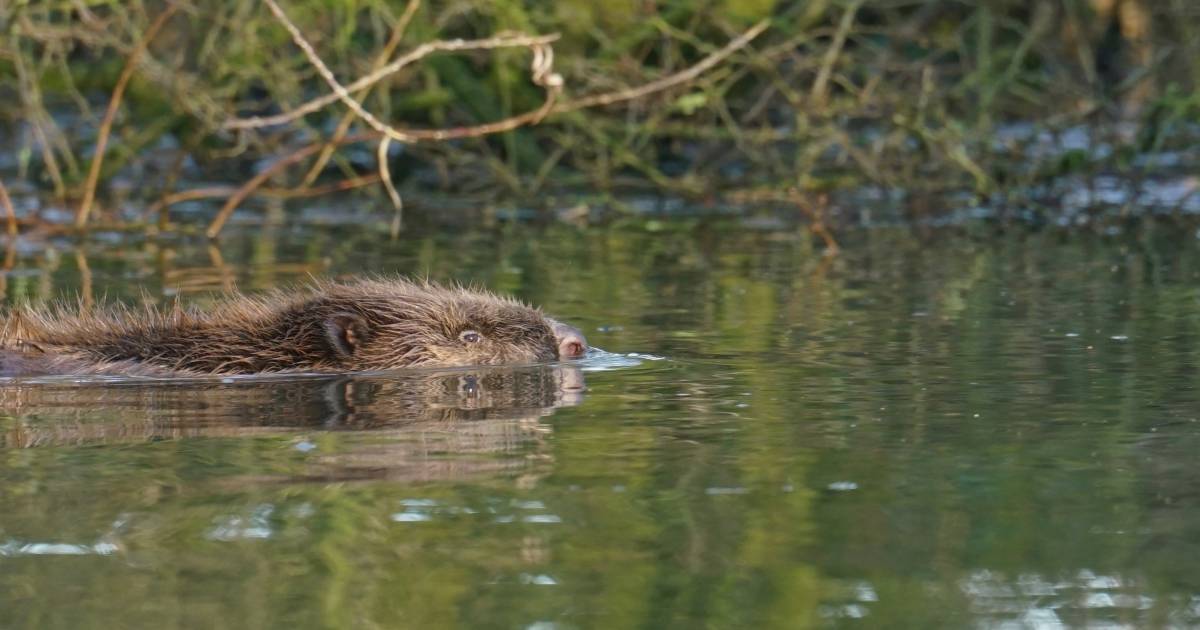 Hoogwater In Gelderland Bevers Laten Zich Zien Miljarden Insecten Sterven Hoog Water Gelderlander Nl