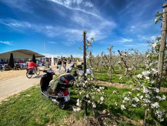 Volg groei van de bloesems op de voet met Bloesemmeter 2023