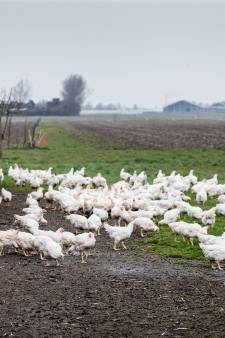 Mening | Provincie geef in omgevingsverordening kippenhouders kans op stap naar 1 ster Beter Leven