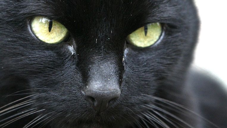 drijvend Mogelijk Landgoed Vrijdag de 13de is dé dag om een zwarte kat te kopen - of twee | Het Parool