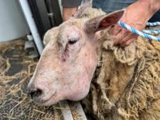 Une centaine de moutons retrouvés dans un état déplorable à Rochefort: “Ils sont tous attaqués par la gale, les poux et les vers”