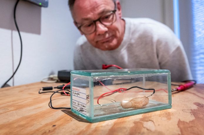 Museumvrijwilliger Rolf Beeker bekijkt de ontbindende mensenvinger op de expositie 'Leven en laten leven' in Museum Jan Cunen in Oss.