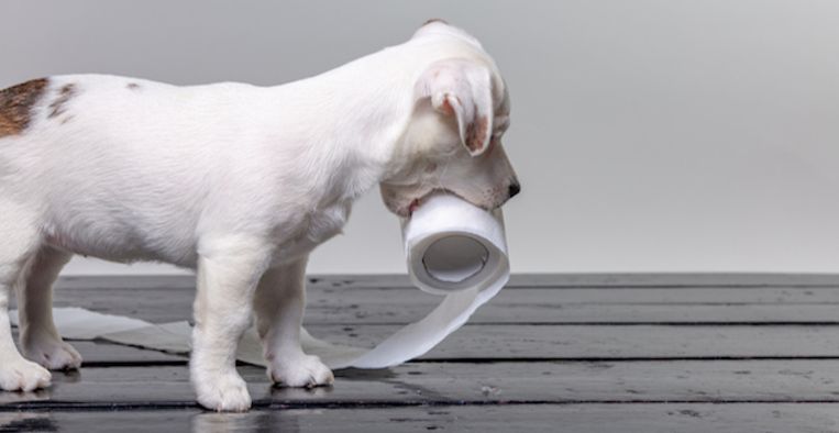 herhaling Meer Junior Voor héél luie baasjes: deze honden-wc (met luchtverfrisser) ruimt vanzelf  op | Libelle