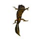 De kamsalamander lijkt op een prehistorisch draakje, maar tegen de marmerkreeft legt hij het af