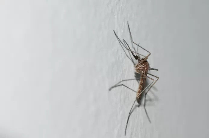 Culiseta longiareolata.