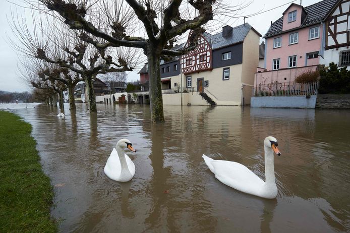 Net als de ganzen zien ook de zwanen hun 'bevaarbare' gebied uitgebreid.