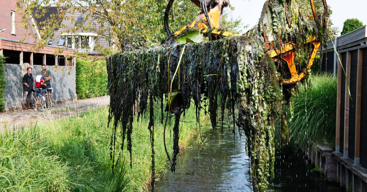 ‘Gooi geen exoot in de sloot’: bestrijding ‘onschuldige’ waterplant cabomba werkt, maar is flink kar