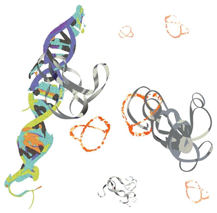 Het eiwit (oranje) bindt zich aan MYC (grijs) om overactieve DNA-interacties te stoppen.