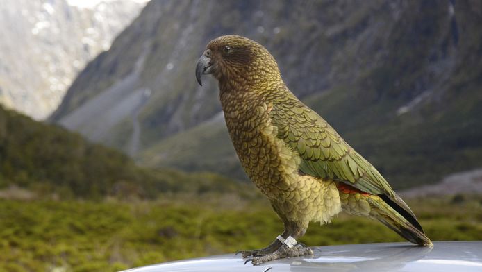 Vogel steelt 850 euro toerist in Nieuw-Zeeland | Bizar | AD.nl