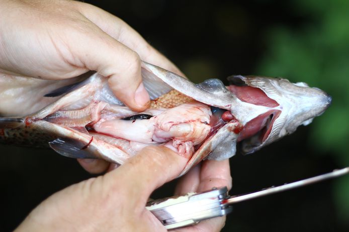 Cut open fish.