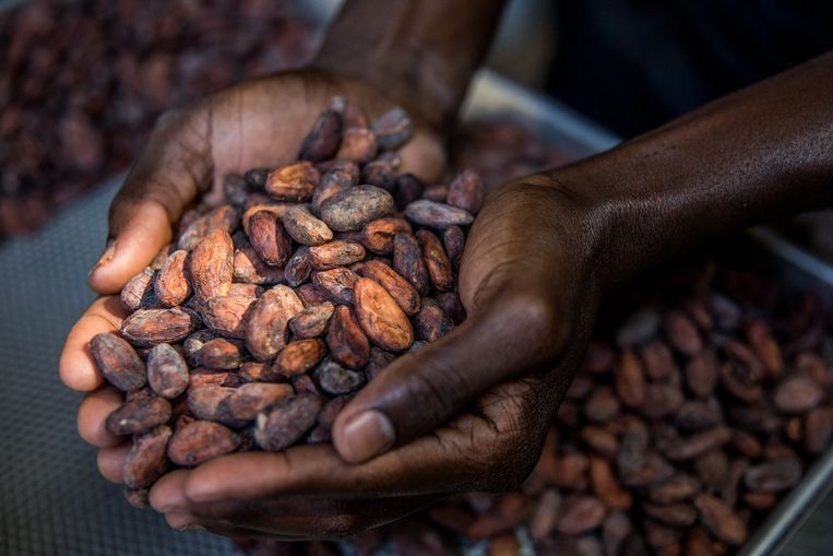 Cacaobonen worden gesorteerd in Haïti. De Europese Unie legt de invoer van producten die bijdragen aan ontbossing aan banden.   Beeld ANP / AFP