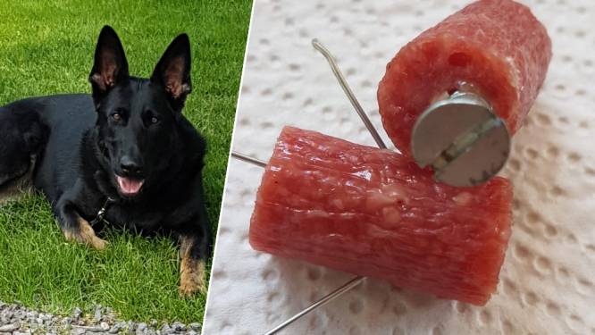 Politie op zoek naar hondenhater die spijkers in vlees duwt: “Wie doet nu zoiets barbaars?”