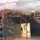 Nieuwe berekening: er liepen zeker 2,5 miljard T-rexen rond op aarde