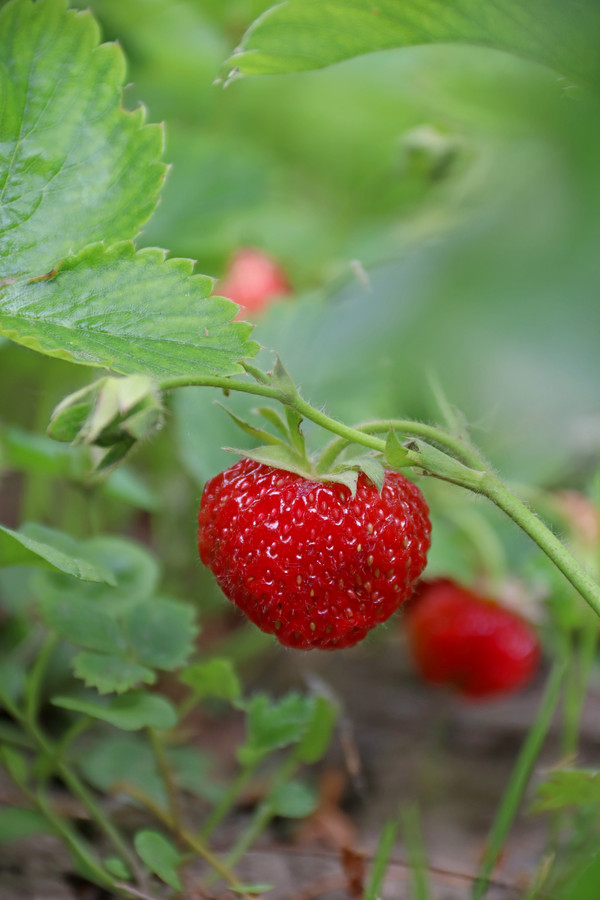 zoete-aardbeien-van-de-baron-kun-je-nu-al-zaaien-foto-tubantia-nl