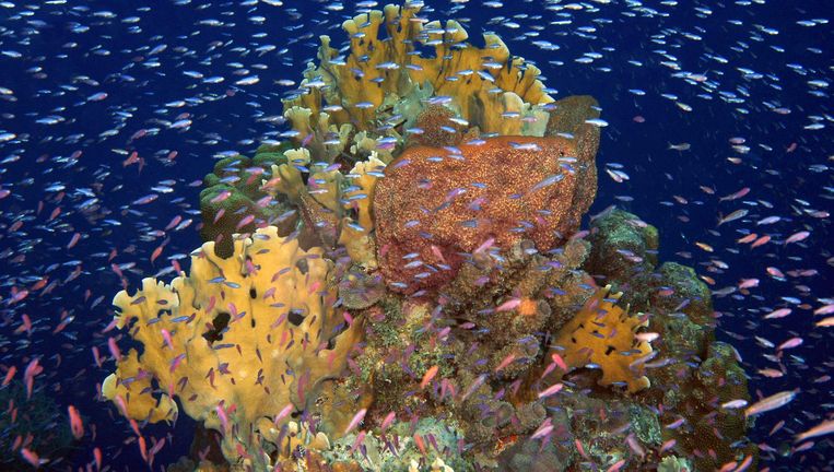 Koraalrif bij Curaçao. Het rif dat ontdekt werd bij Saba ligt aan de rand van de Caribische Zee, dichtbij de Atlantische Oceaan, die zorgt voor de aanvoer van schoon water. Beeld anp