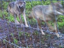 ‘Park Hoge Veluwe schendt door wolfwerende hekken miljoenendeal met provincie Gelderland’