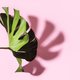 Blijven de bladeren van je plant opgerold vastzitten? Zo los je dat op