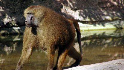 Vijftig bavianen ontsnapt, Parijse dierentuin geëvacueerd