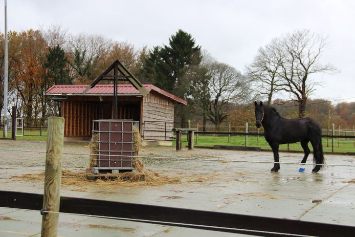 Het MFC Heynsdaele - pedagogisch centrum Wagenschot ontvangt 5.000 euro subsidie voor de uitbouw van de paardentherapie.