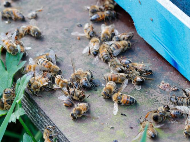 Bijenkorven veroorzaken onnodig lijden tijdens winter: “foutief ontwerp zorgt voor sterfte van honingbijen”