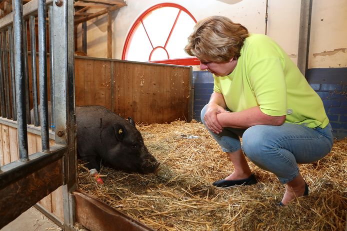 Hangbuikzwijn Sjaak in de stal van het Natuurcentrum, samen met coördinator Wilma van Leusden.