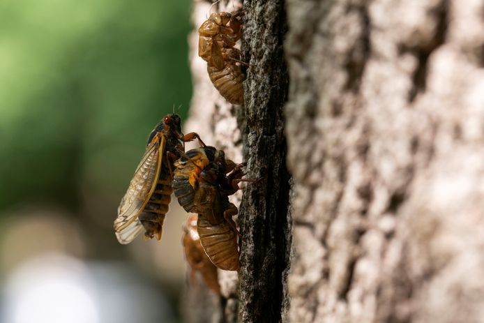 De cicaden hebben een hevige paringsdrang als ze bovengronds komen.