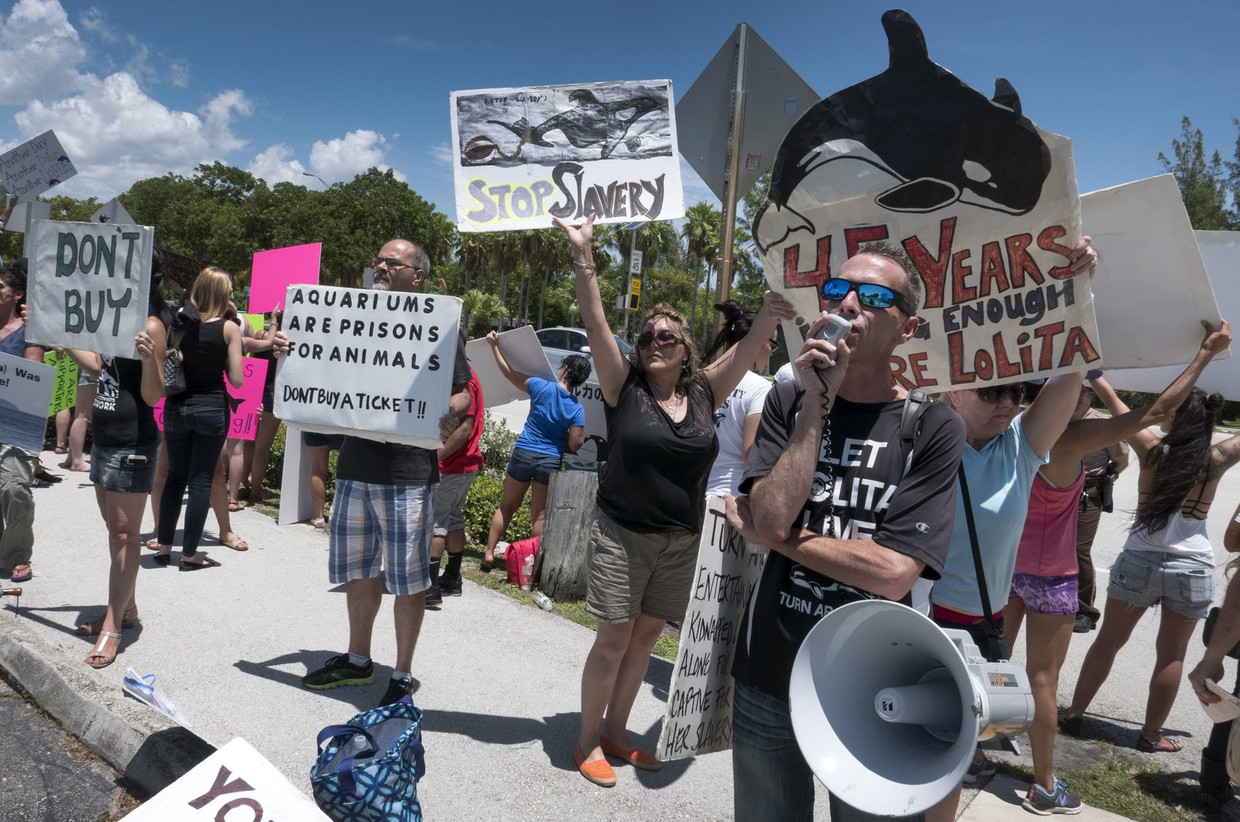 Demonstranten eisen in augustus voor het Miami Seaquarium de vrijlating van Lolita. Het was toen 45 jaar geleden dat ze gevangen werd genomen. Beeld EPA