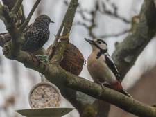 MIJN FOTO | Twist over de vogelpindakaas 