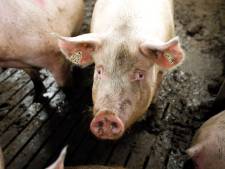 Varkenshouders willen dankzij subsidie massaal stoppen met boeren