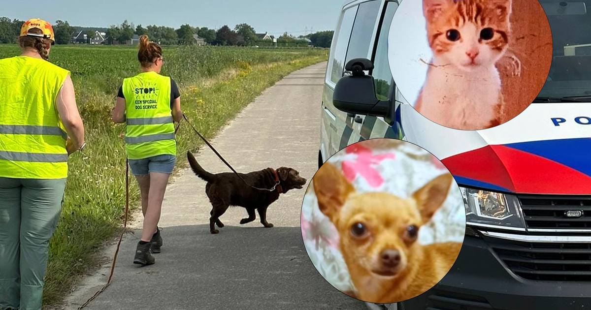Goed nieuws! Hondje Nonnie, die wegliep na een verkeersongeval op de N62, is terecht!.