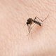 Dit kun je doen tegen een allergische reactie op een muggenbeet