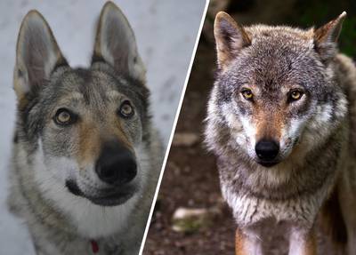 Hey! Loopt daar nou een wolf of een hond? Lukt het jou om de twee uit elkaar te houden? Doe de quiz!