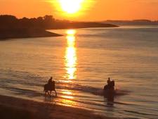 Bizar incident: twee paarden zakken tot hun buik in het zand op strand Wemeldinge
