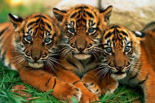stijfheid Psychiatrie Vrijgevigheid Zeldzame Sumatraanse tijgers te koop: 75.000 euro | Dieren | hln.be