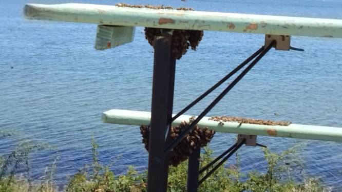 Zwerm bijen pikt tafeltje in bij foodtruck aan Brouwersdam