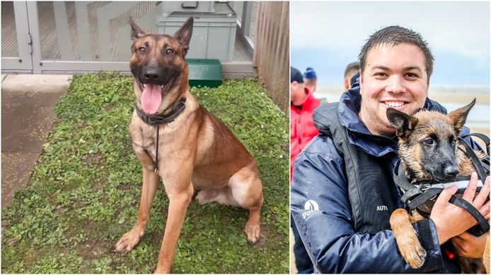 Links: politiehond Sam die het leven liet na een ongeval met vluchtmisdrijf. Rechts: baasje en inspecteur Thomas Vanooteghem met de nieuwe hond Storm. Maar een vervanger voor Sam zal Storm nooit worden.