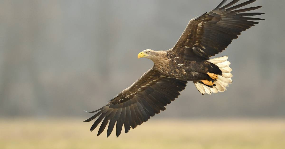 Belgian first: For the first time, a pair of sea eagles builds a nest in our country |  Science and the planet