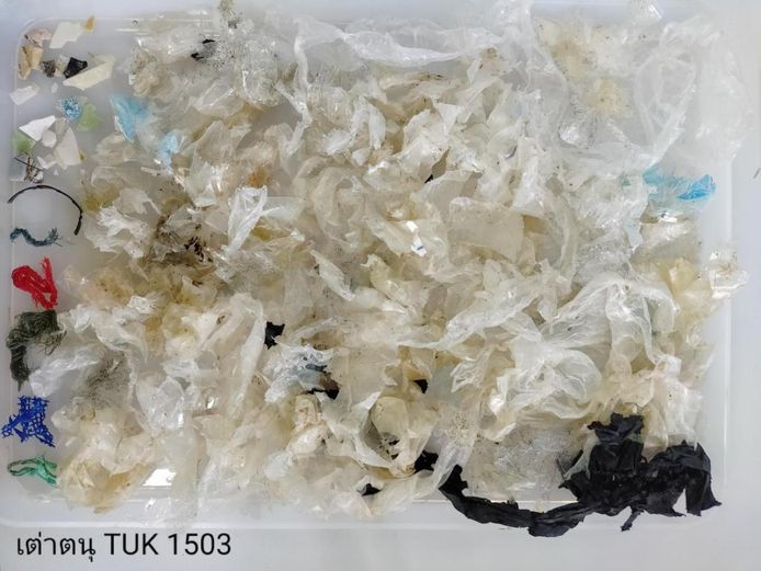 Plastica che è uscita dall'intestino dell'animale.  In totale sono stati trovati 158 rifiuti.