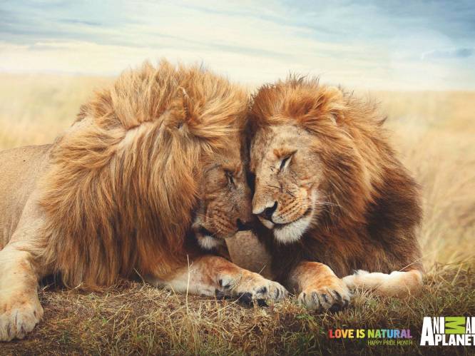 "In het dierenrijk is homoseksualiteit doodnormaal"