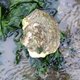 Platte oester blijkt toch níet uitgestorven; exemplaar gevonden in de Waddenzee