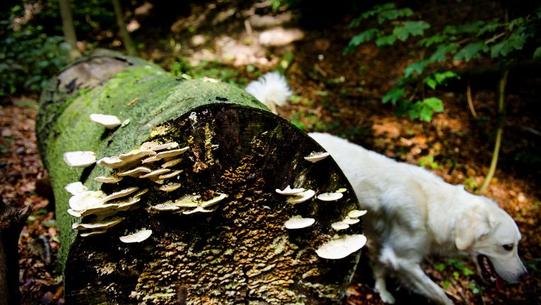 De plukker moet goed opletten of paddenstoelen werkelijk eetbaar zijn Beeld anp