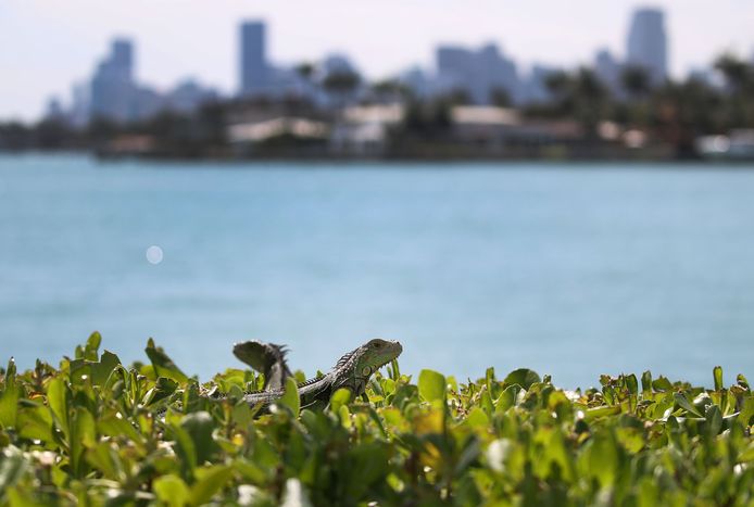Een koppeltje leguanen in Miami, Florida. De dieren vormen een bedreiging voor de lokale flora en fauna