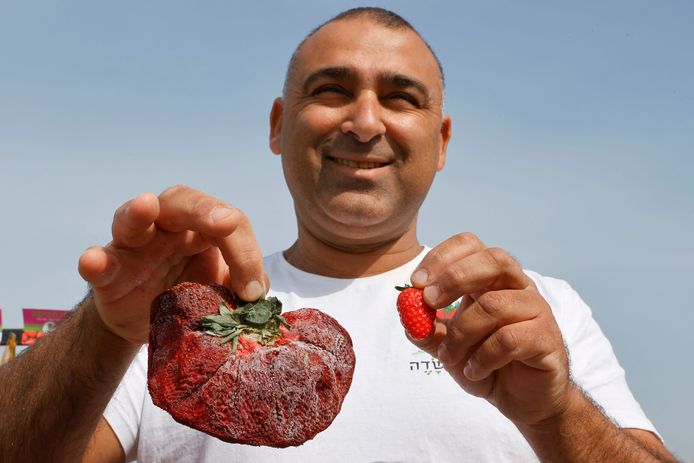 De Israëlische boer Chahi Ariel met zijn aardbei van 289 gram.