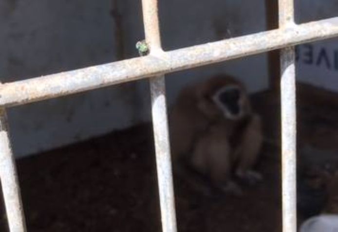 De apen waren apart van elkaar opgesloten in een hok.