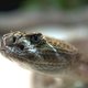 Pilletje tegen dodelijke slangenbeet komt in zicht
