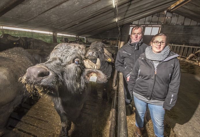 Alfons Blokhuis en Andra Westerhoff: "Mestcijfers van de overheid zijn veel te hoog."