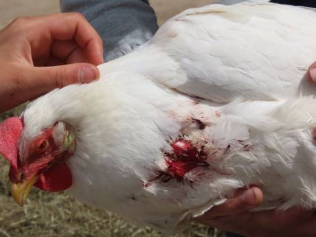 Toegetakelde kippen gevonden bij dierenopvang Arnhem: ‘Dit is de genadeklap, we gaan weg’