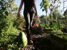 Volg de natuur in de tuin en er ontstaat een weelde aan dieren en ander leven