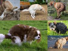 Gemist? Honden produceren veel stikstof en zuipende jongeren zorgen voor slapeloze baby