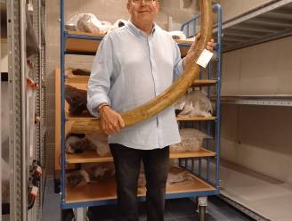 Tienduizenden jaren oude mammoetbeenderen uit Berlare arriveren in Ename en zijn daar één weekend te bekijken